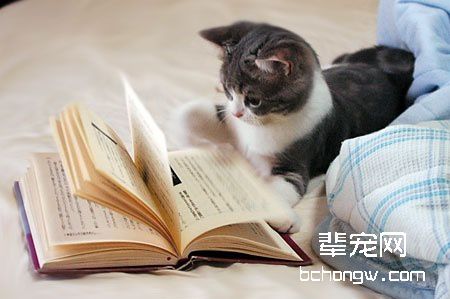 如何提前确定猫猫怀孕