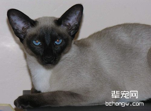 怎样清理东奇尼猫泪痕