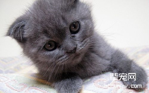 猫咪意外受伤怎么办