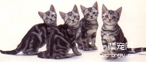 猫咪患病会出现哪些特征