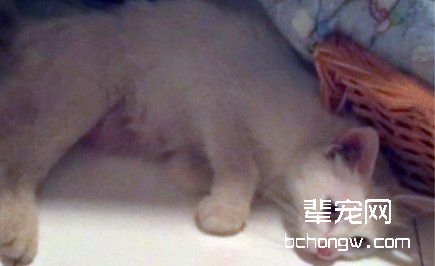 猫胃内异物的治疗及体会
