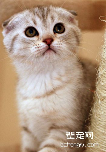 猫咪身上有疙瘩怎么办