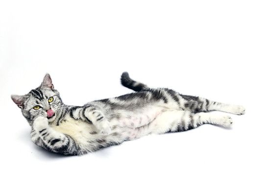 猫咪呕吐是生病了吗