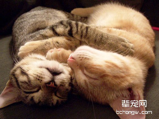 宠物猫分娩全过程分析