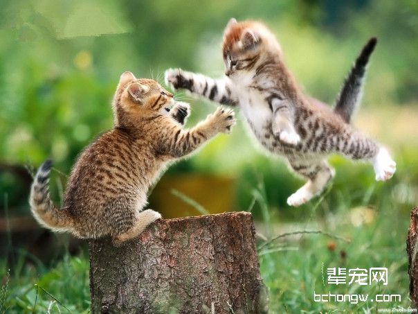 猫咪为什么会皮屑增多