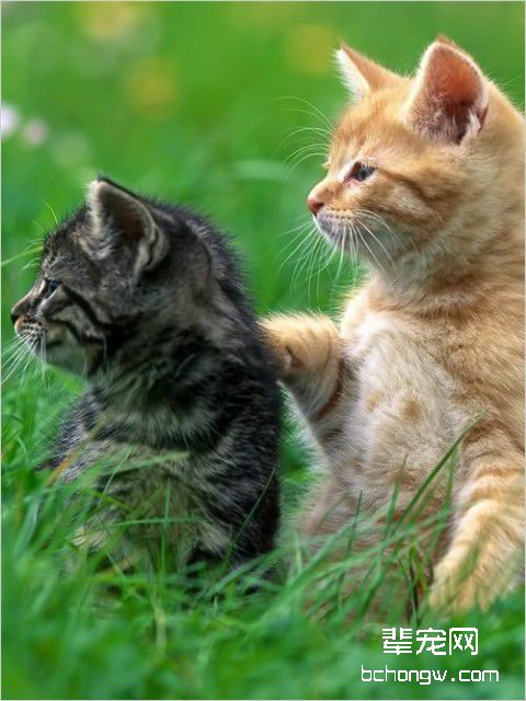 猫咪为啥会黑下巴