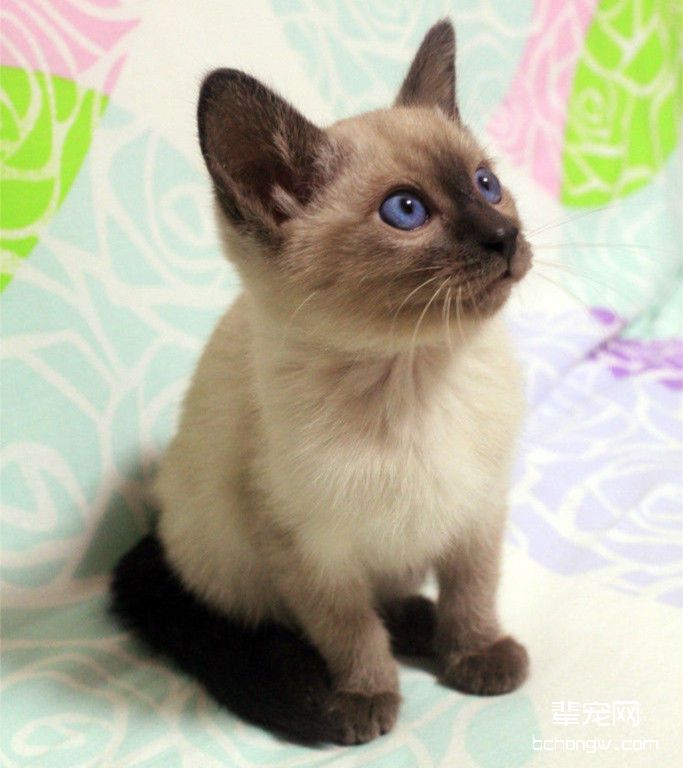 猫咪吃粮后吐粮是怎么回事