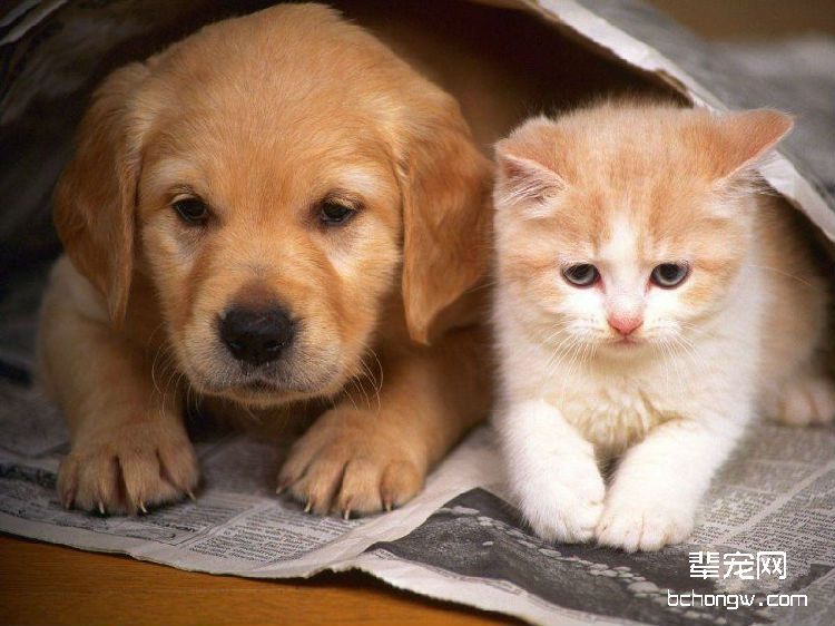 猫咪也会传染狂犬病吗