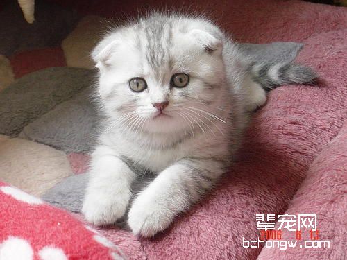 猫咪眺望窗外有可能患抑郁症