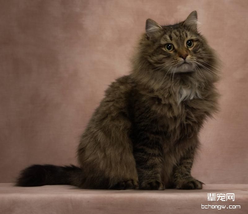 猫咪鼻炎的症状和治疗方法