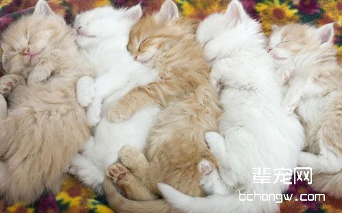 猫咪多大绝育最合适