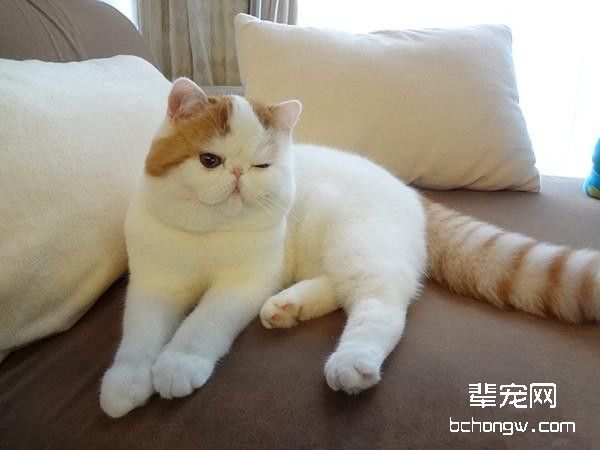 猫咪为啥会过于肥胖