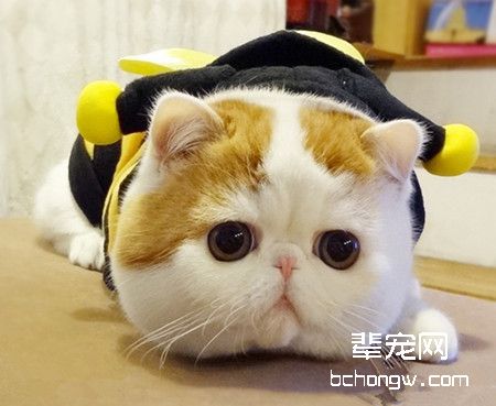 怎样应对猫咪一直流眼泪