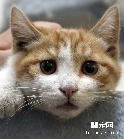 猫咪得了抑郁症怎么办