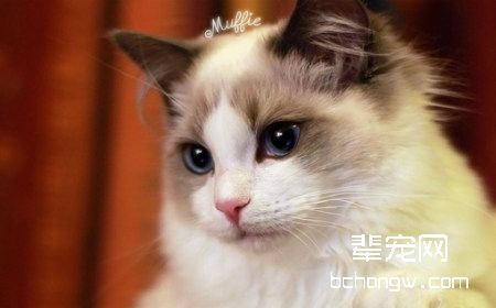 布偶猫常见疾病分析