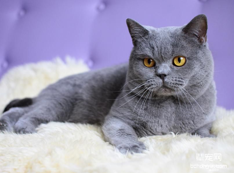猫咪尿道疾病的预防重点