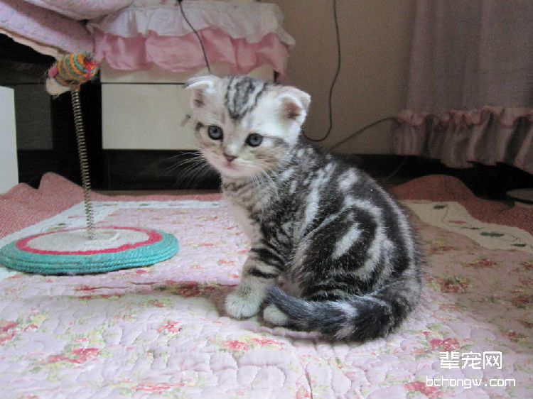 猫咪粪便中为啥有血丝