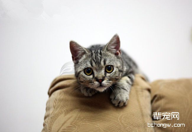 老年美国短毛猫医患疾病