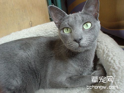 猫猫得皮肤病建议尽早治疗