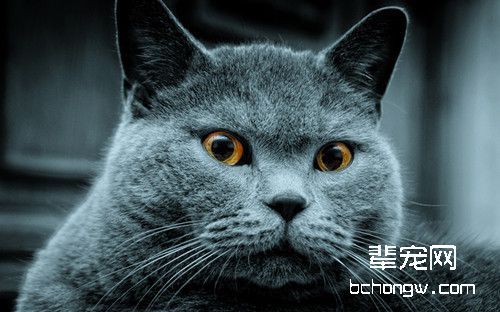 猫咪流感该如何防治