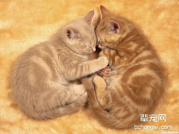 猫咪分娩时的注意事项