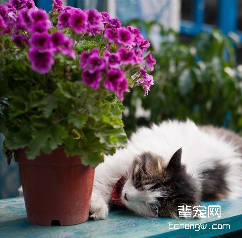 珍爱猫命，远离毒花