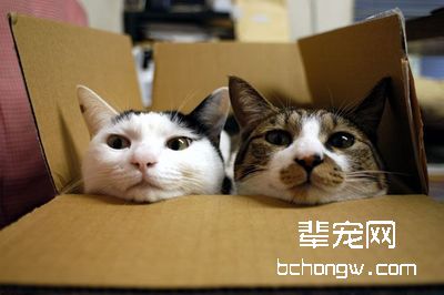 猫咪呼吸声音变大，是生病了吗？
