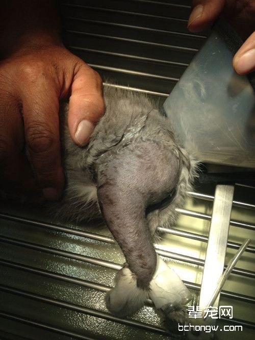 两只小猫咪不明原因的深度细菌感染