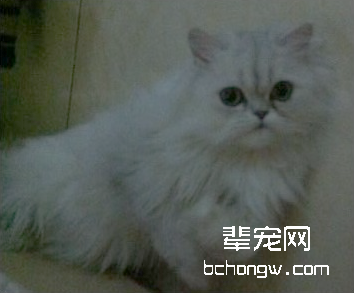猫胫腓骨骨折的治疗方法