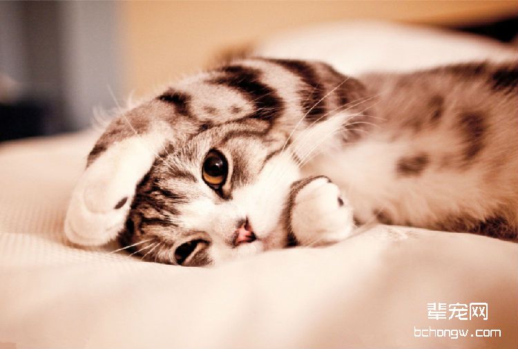 猫为什么爱挠痒痒