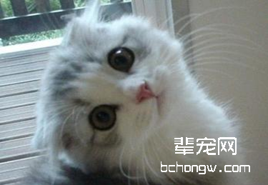 犬猫绝育手术前后注意事项