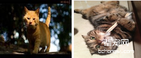 猫头抬头障碍症的症状及治疗方法