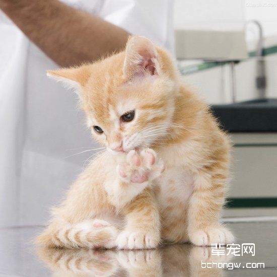 猫咪得了毛球性胃炎该怎么办