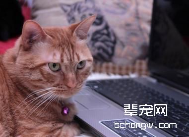 该如何预防猫咪泌尿系统疾病