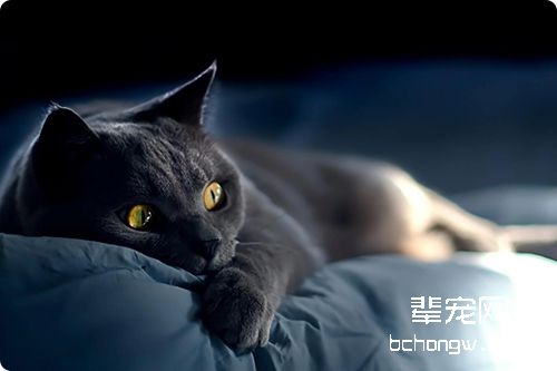 猫瘟的临床症状及防治