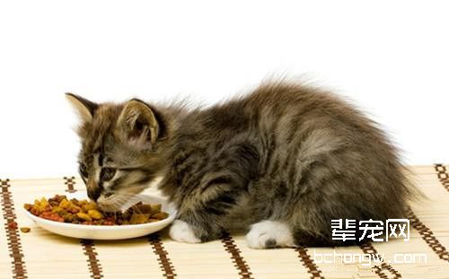 夏季谨防猫咪食物中毒