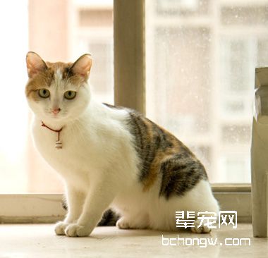 公的三花猫都不能生育吗