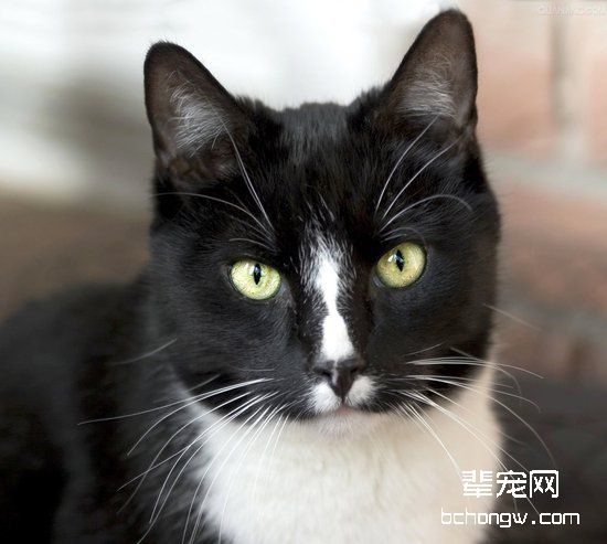 猫咪毛囊炎的症状及治疗办法