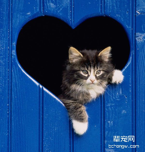 猫咪艾滋病的诊断及预防