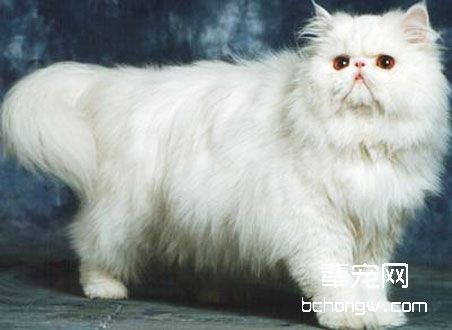 猫咪脱毛的三方面原因解析