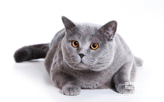 关于猫咪糖尿病的原因及治疗办法