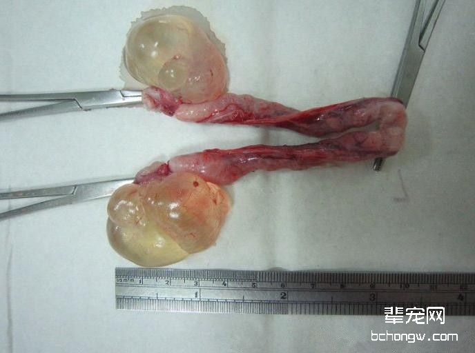 爱猫，就请帮它做绝育