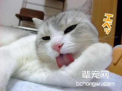 猫咪不能吃的食物详细解说