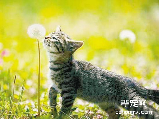 猫咪轻度呕吐的原因分析