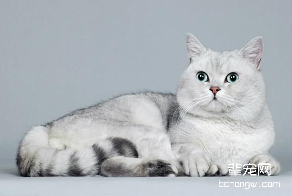 猫咪黄疸的常见病因