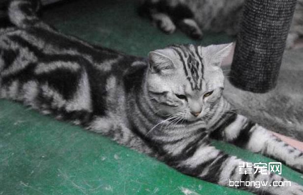猫咪有钩虫病该怎么治疗