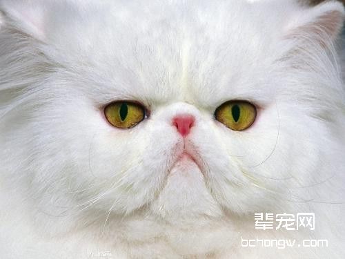 猫的遗传疾病：多囊肾病
