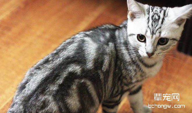 猫咪呕吐的对应治疗办法