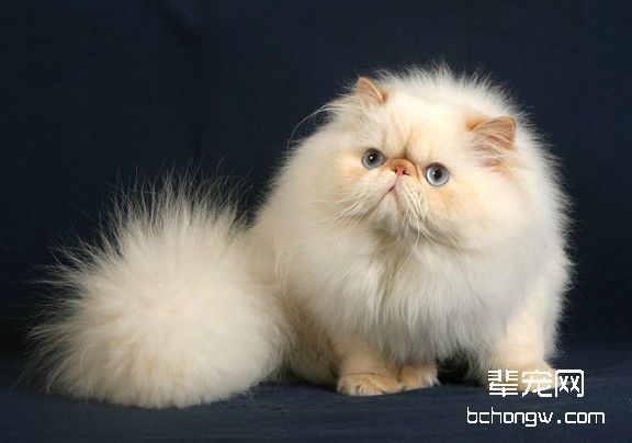 喜马拉雅猫的遗传性疾病