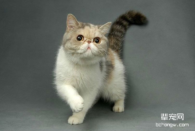 防止猫咪中暑的方法